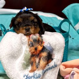Navy Blue - Blue and gold male Yorkshire Terrier puppy in Milton, Florida from Sassenach Yorkie Kennels