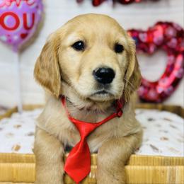 Mr Red - Golden male Golden Retriever puppy in Tonasket, Washington from Denzil’s Goldens