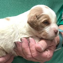 Sadie boy 2 - Orange and white male Brittany puppy in Floyd Knobs, Indiana from Cross Creek Brittanys