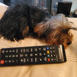 Yorkshire Terrier puppies from Jaydas Lil Jewels