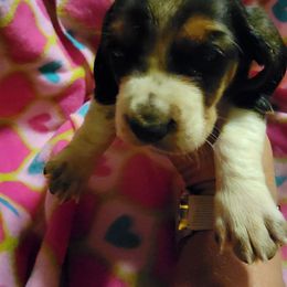 Girl 3 - Black white and brown Basset Hound puppy in Iowa from J&J Beautiful Basset Hounds