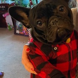 French Bulldogs from Dawn's French Bulldogs