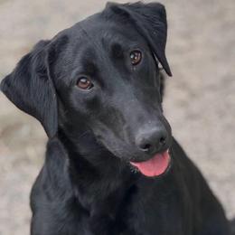 2nd Pick Black Male - Black male Labrador Retriever puppy in Berlin, Wisconsin from Gypsy Miracle Kennels