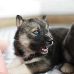 Willow - Agouti and white female Siberian Husky puppy in Myakka City, Florida from SoFlo Siberians
