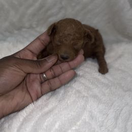 King - Red  male Poodle puppy in Texas from Zoway's Poodles