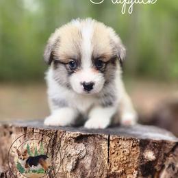 Flapjack - Red male Pembroke Welsh Corgi puppy in Cameron, North Carolina from Butts Family Corgis