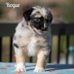 Rogue - Blue merle female Australian Shepherd puppy in Benton City, Washington from Eventide Australian Shepherds