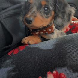 Dachshund and Miniature Australian Shepherd Puppies from Southern Charm Kennels