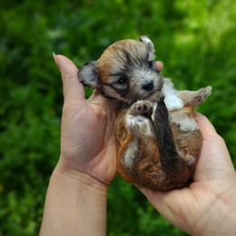Companion Cross, Havanese, Mal-Shi, Maltese, Maltipoo, Morkie, and Shih Tzu Puppies from Seeking Shalom Acres Maltese, Maltipoos & Havamalts
