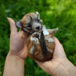 Companion Cross, Havanese, Mal-Shi, Maltese, Maltipoo, Morkie, and Shih Tzu Puppies from Seeking Shalom Acres Maltese, Maltipoos & Havamalts