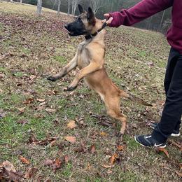 Dutch Shepherd and German Shepherd Puppies from ColesPoliceDogs