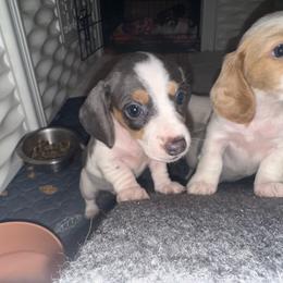Girl 4 - Piebald female Dachshund puppy in Stockton, California from Royalty Weenies