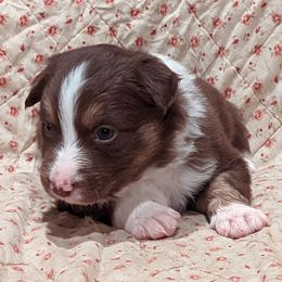 Border Collie Puppies from Platts Hill Border Collies