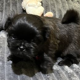 Shih Tzu Puppies from Hilltop Shih Tzus