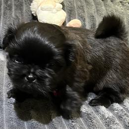 Shih Tzu Puppies from Hilltop Shih Tzus
