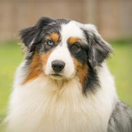 Chuckie - Australian Shepherd