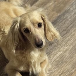 Dachshunds from Denali Mini Dachshunds