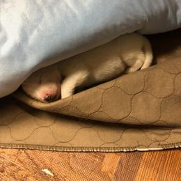 Samoyed Puppies from Cascade Samoyeds