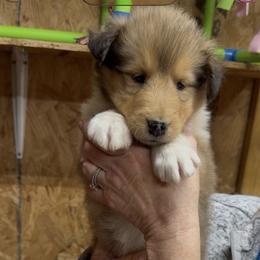 Jack - Sable and white male Collie puppy in Carencro, Louisiana from Cajun Bayou's Collies LLC