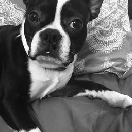 Boston Terriers from Meier’s Gentleman Bostons