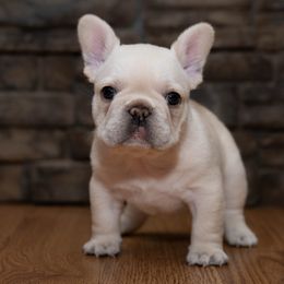 American Bully and French Bulldog Puppies from Obduro Bullies and Frenchies