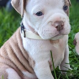 "5 Weeks 04/10" Olde English Bulldogge Puppies from Bachman Olde English Bulldogge LLC
