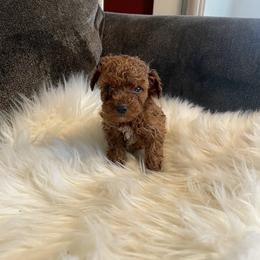 Pekingese, Poodle, and Shih Tzu Puppies from Happy puppies