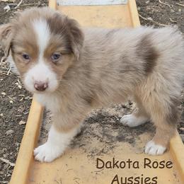 Bacon - Red merle male Australian Shepherd puppy in Burbank, South Dakota from Dakota Rose Aussies
