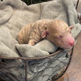 Tilly - Caramel female Labradoodle puppy in Bruceton Mills, West Virginia from Adonai Ra'ah Farms