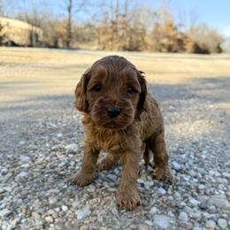 Cortado - Red male Australian Labradoodle puppy in Wamego, Kansas from Doodles of Oz