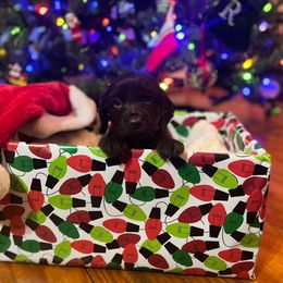 Barkley - Orange Collar - Brown male Boykin Spaniel puppy in Hurtsboro, Alabama from PARK’s Family Farm