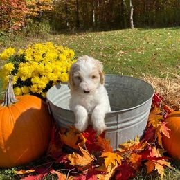 Goldendoodle Puppies from Finger Lakes Premium Goldendoodles