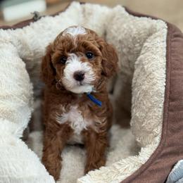 Lime - Red  female Goldendoodle puppy in Wharton, Texas from Little Fur Friends