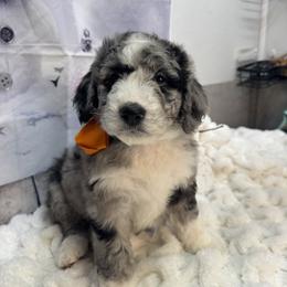 Bernedoodle, Poodle, and Sheepadoodle Puppies from TLC by the Lake Standard Poodle and Doodles
