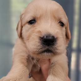 Ms. Pink - Light golden female Golden Retriever puppy in Mocksville, North Carolina from Hunting Creek Kennels & Farm