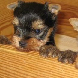 Yorkshire Terriers from Laurel Gables