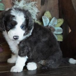 Yankee BMF dark - Blue merle female Aussiedoodle puppy in Lawton, Oklahoma from Lindsey’s Aussies