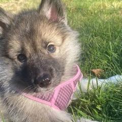 Siberian Huskies from Siberian Husky RI