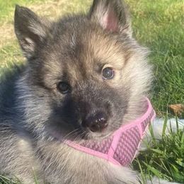 Siberian Huskies from Siberian Husky RI