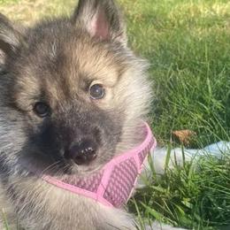 Siberian Huskies from Siberian Husky RI