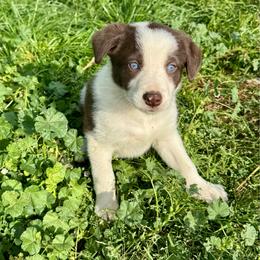 Girl 1 - Red female Border Collie puppy in Centerville, Washington from Forthright Farms