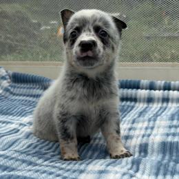 Larkspur - Blue mottled male Australian Cattle Dog puppy in Seneca, Missouri from MO Morningstar Heelers