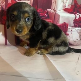 Girl 4 - Dapple female Dachshund puppy in Stilwell, Oklahoma from Bidding Creek Dachshunds