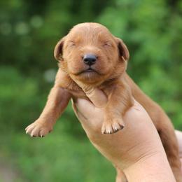 4th choice - Dark golden male Golden Retriever puppy in Lucasville, Ohio from Trusting Hearts Kennel