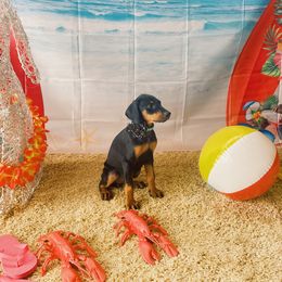 Doberman Pinscher Puppies from Ranchers Companion Doberman Kennel