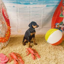 Doberman Pinscher Puppies from Ranchers Companion Doberman Kennel