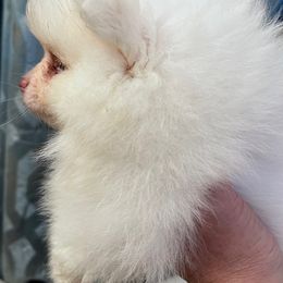 Arctic - Pomeranian puppy in Avon Park, Florida from Mariska's Pomeranians