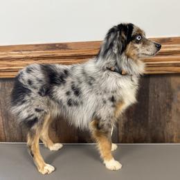 Texas - Toy Australian Shepherd