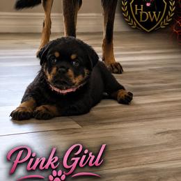 Pink girl - Black and mahogany female Rottweiler puppy in Lake City, Florida from Haus Der Wut Kennels