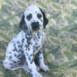 Peach - White and black female Dalmatian puppy in Whitwell, Tennessee from Rock a Dalmatian “RockADal”